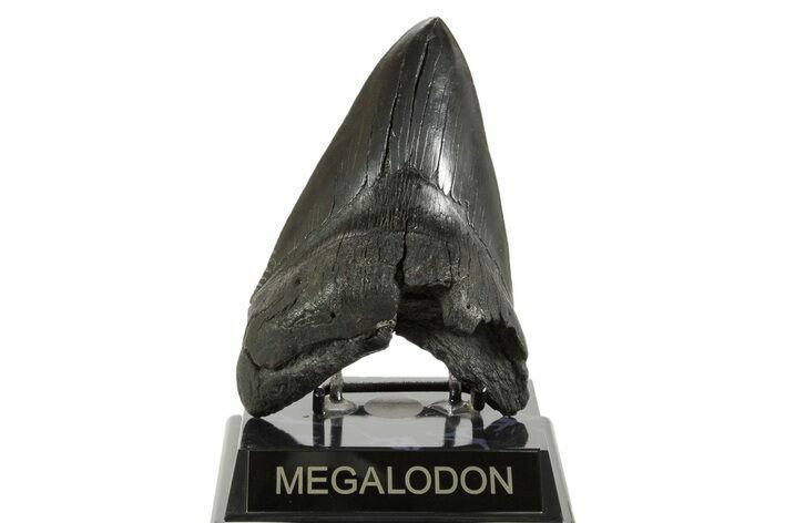 Fossil Megalodon Tooth - South Carolina #367929
